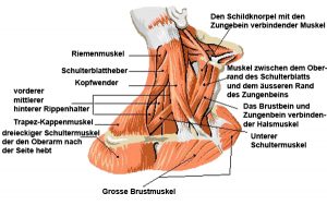 Halsmuskulatur